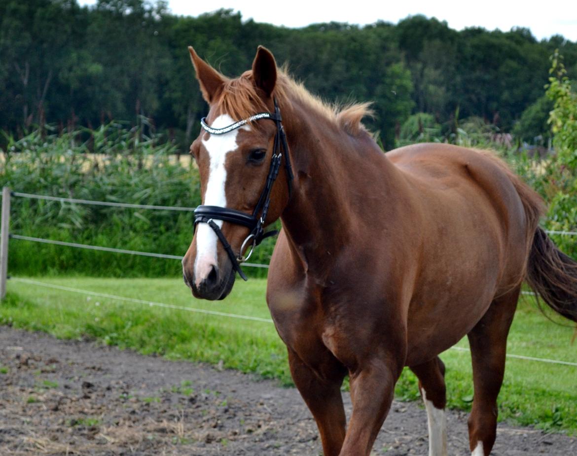 Anden særlig race Sheila billede 15