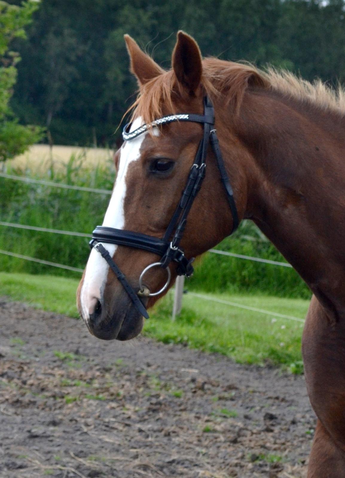 Anden særlig race Sheila billede 16