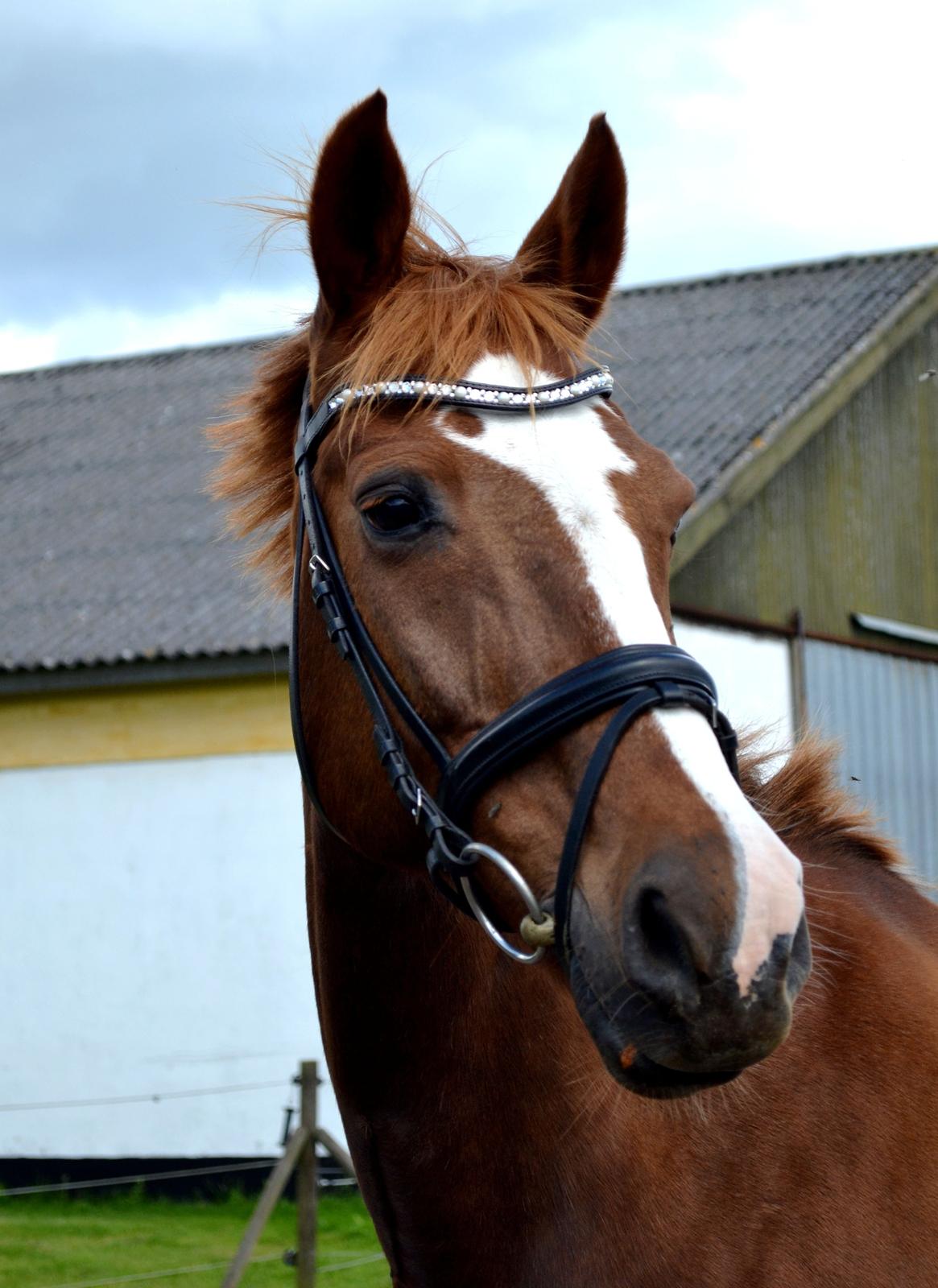 Anden særlig race Sheila billede 17