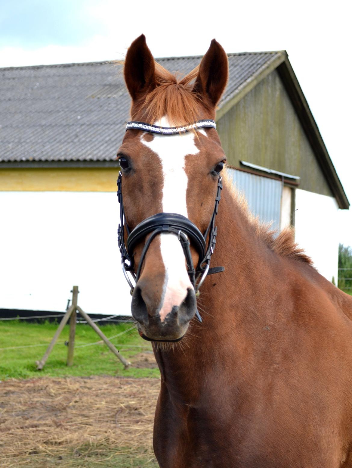 Anden særlig race Sheila - Vær lige sød for en tier! :) billede 18