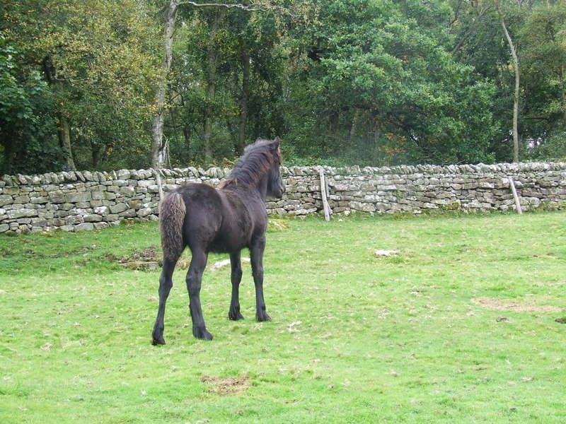 Dales Castledales Misty Blue billede 3