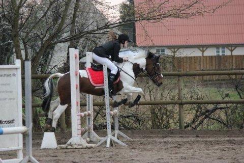 Pinto Olando billede 2