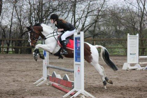 Pinto Olando billede 3