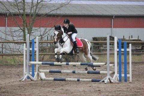 Pinto Olando billede 4