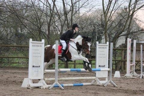 Pinto Olando billede 5