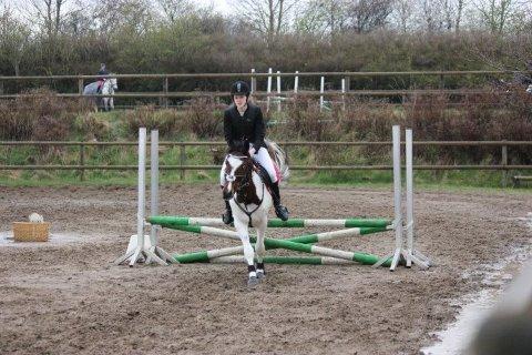 Pinto Olando billede 6