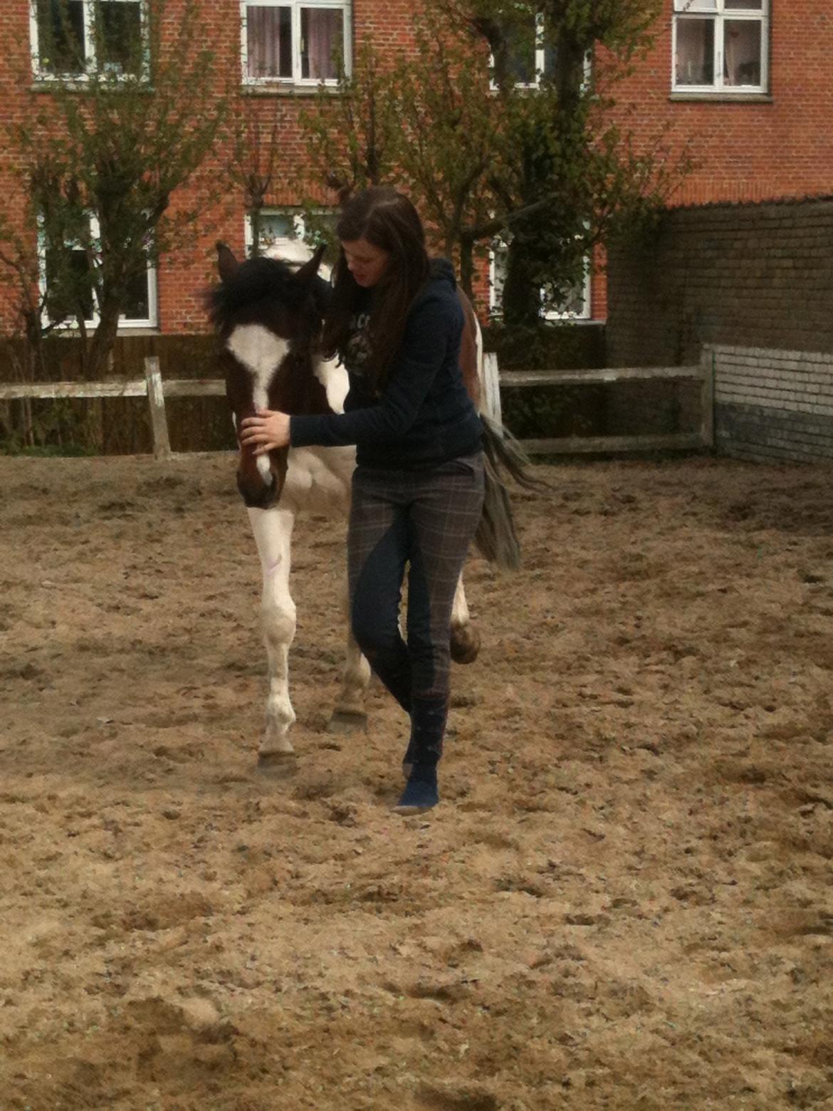 Pinto Olando billede 7