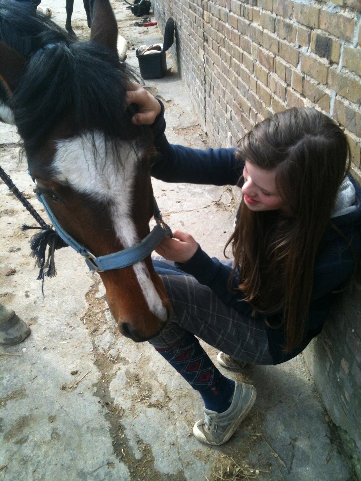 Pinto Olando billede 8