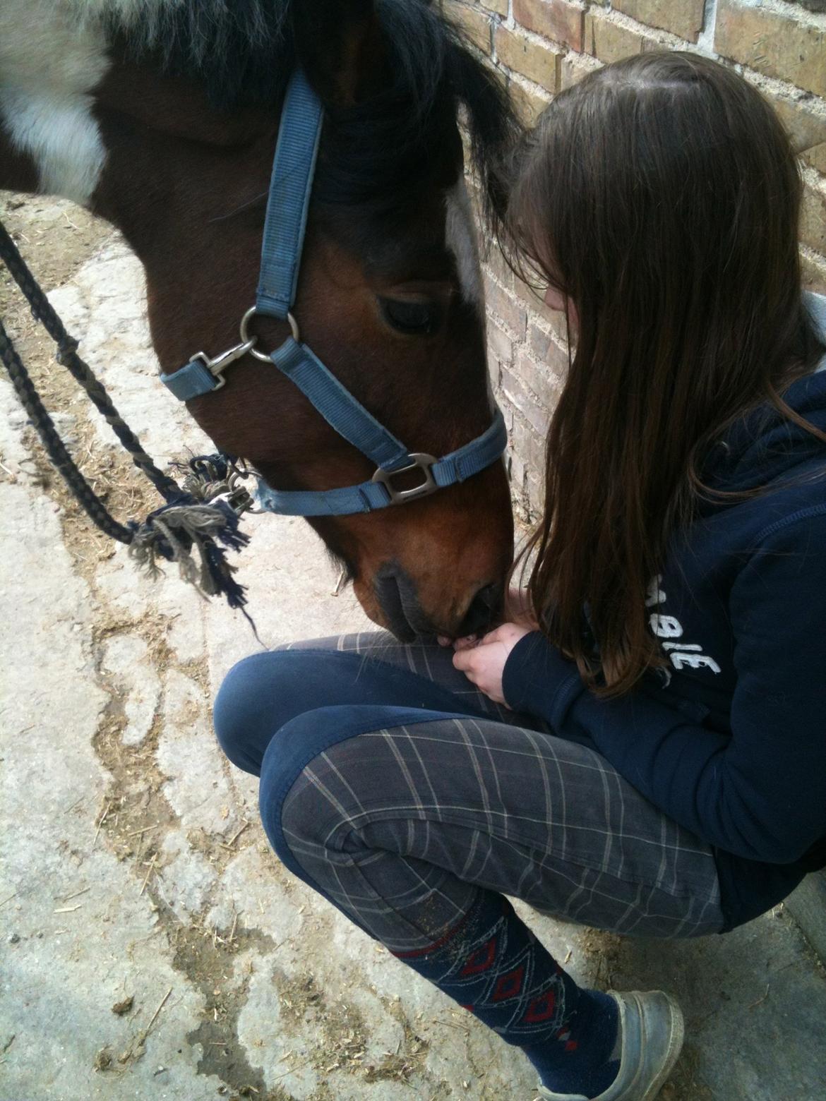 Pinto Olando billede 9