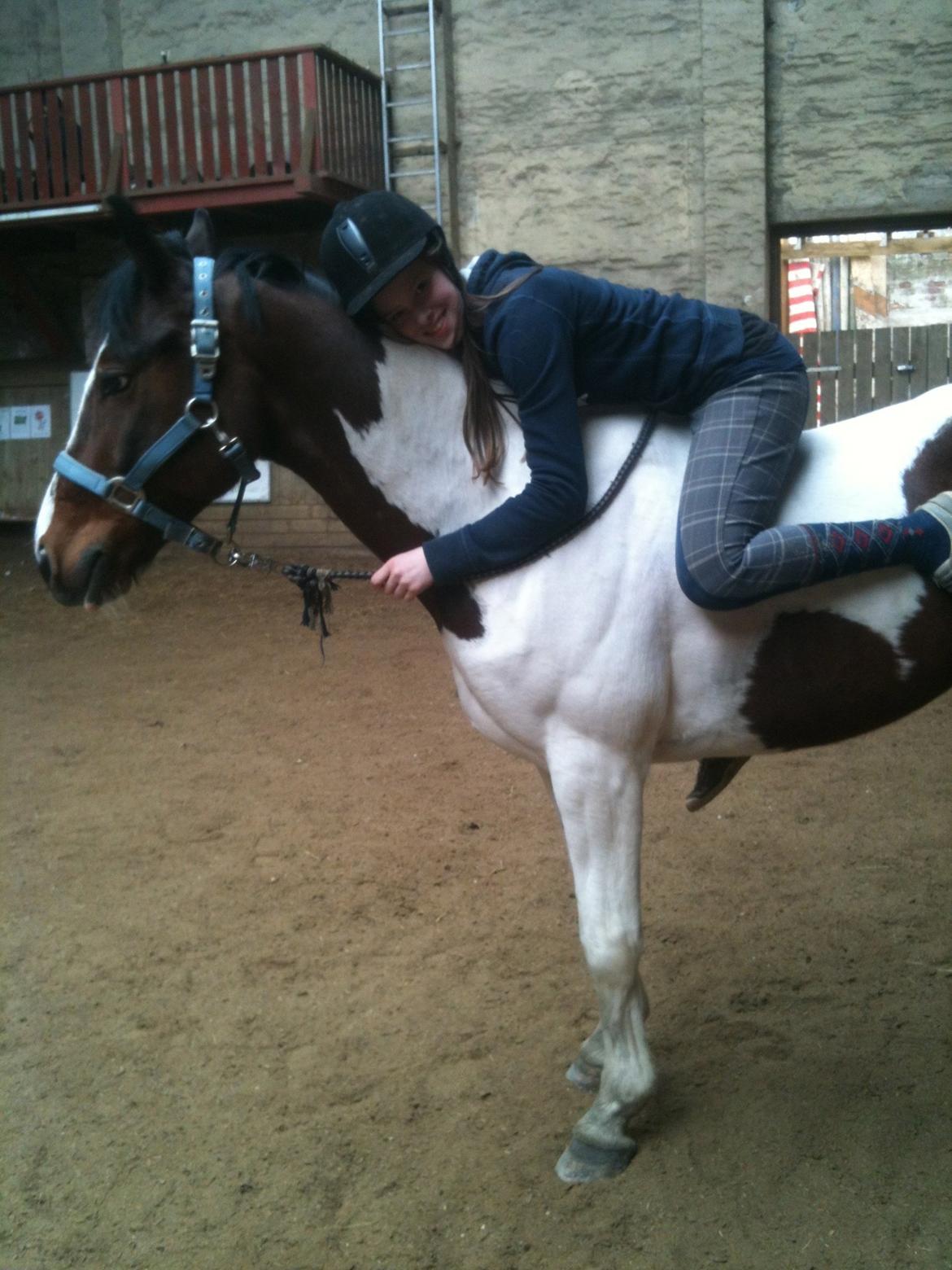 Pinto Olando billede 10