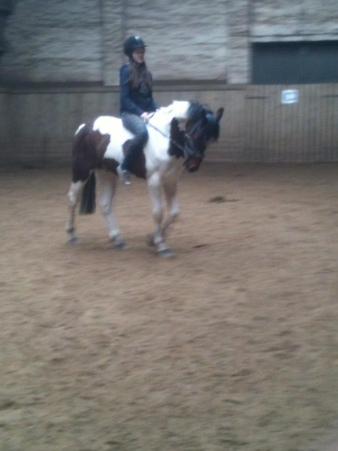 Pinto Olando billede 11