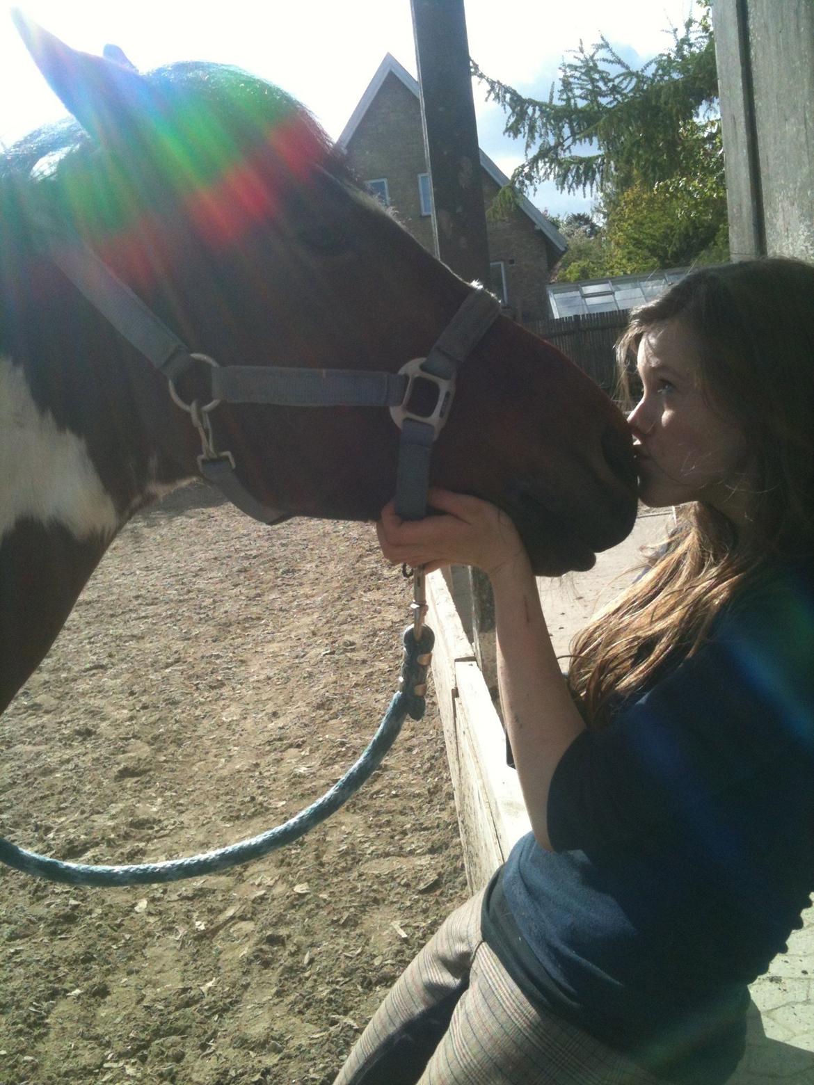 Pinto Olando billede 13