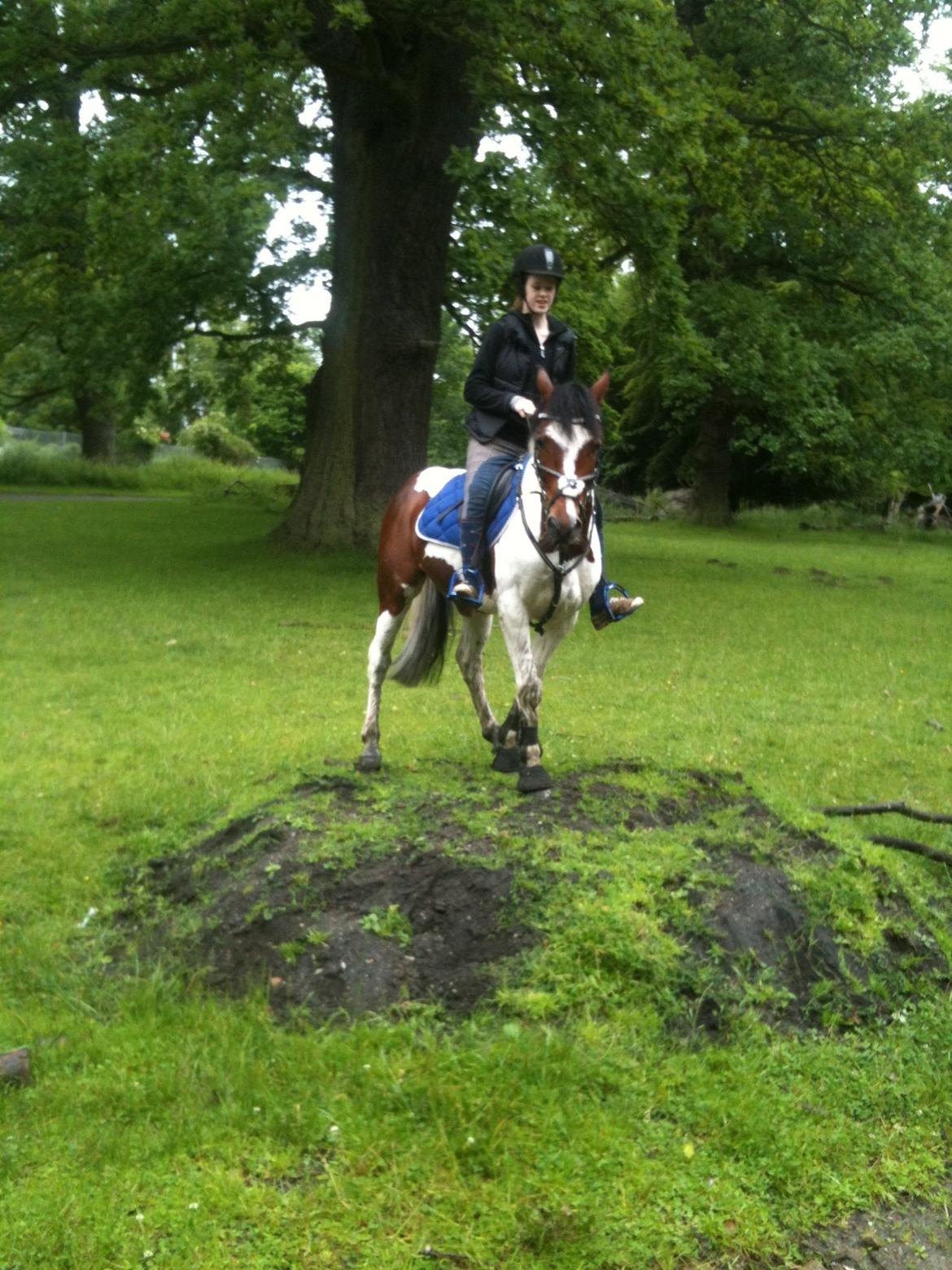 Pinto Olando billede 14