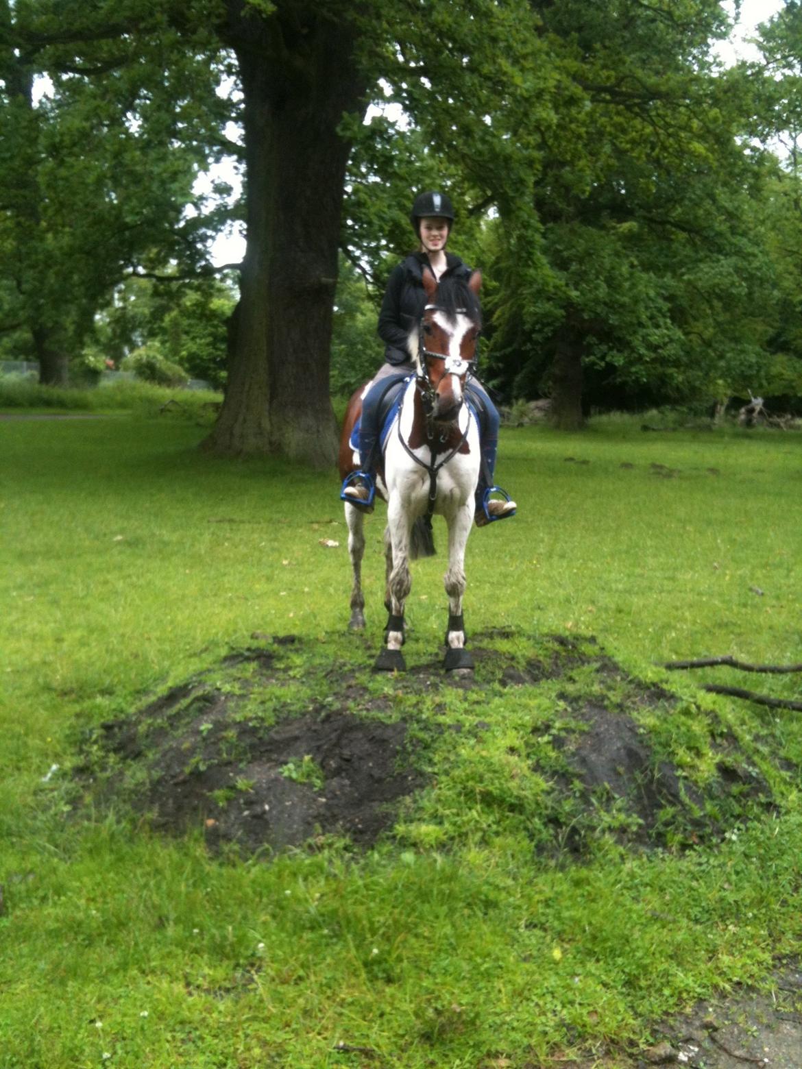 Pinto Olando billede 15