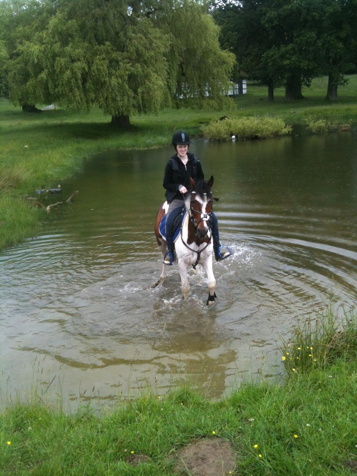 Pinto Olando billede 16