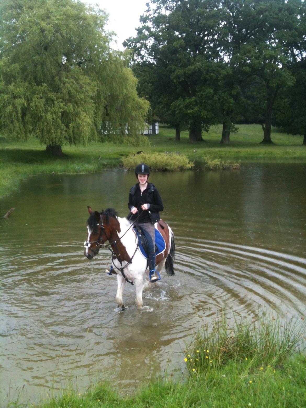 Pinto Olando billede 17