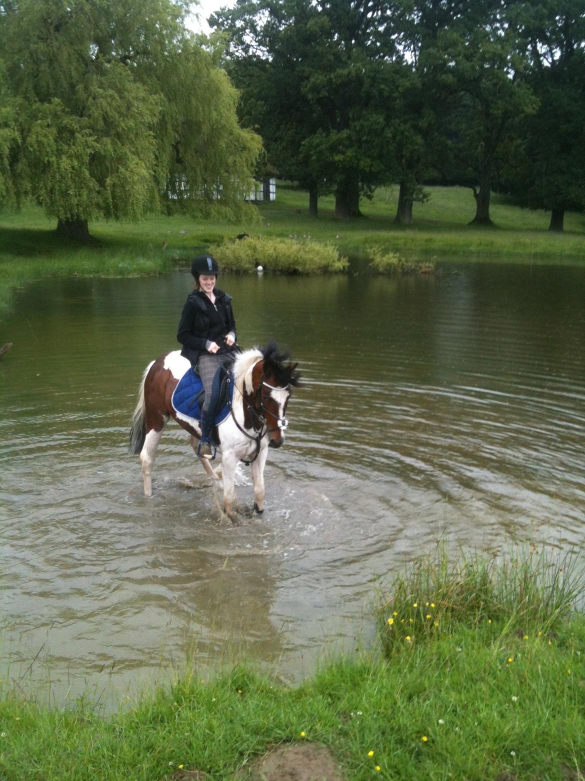 Pinto Olando billede 18