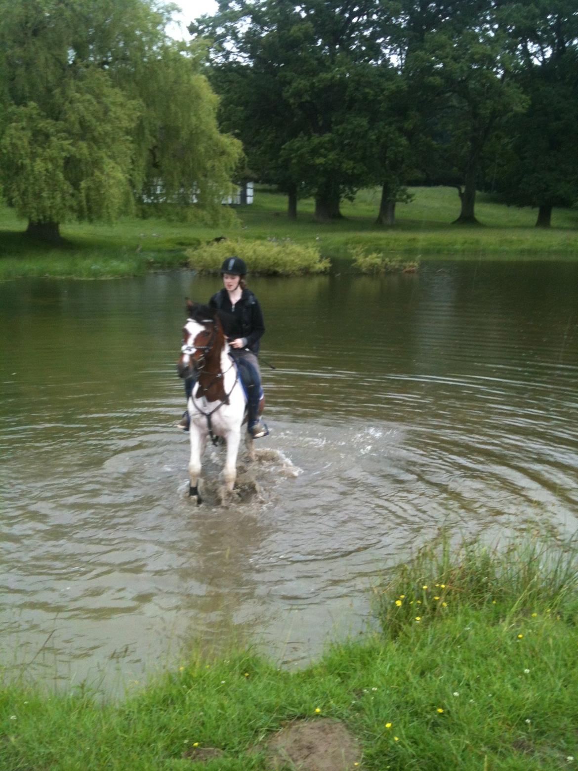 Pinto Olando billede 19