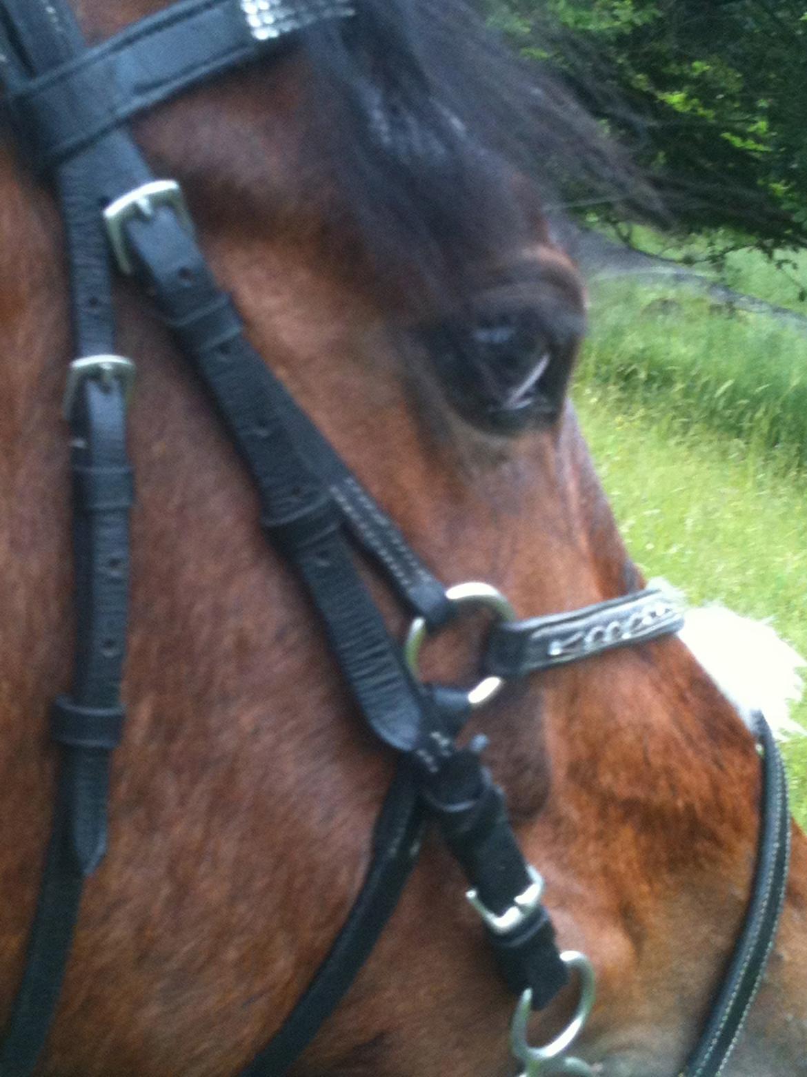 Pinto Olando billede 20