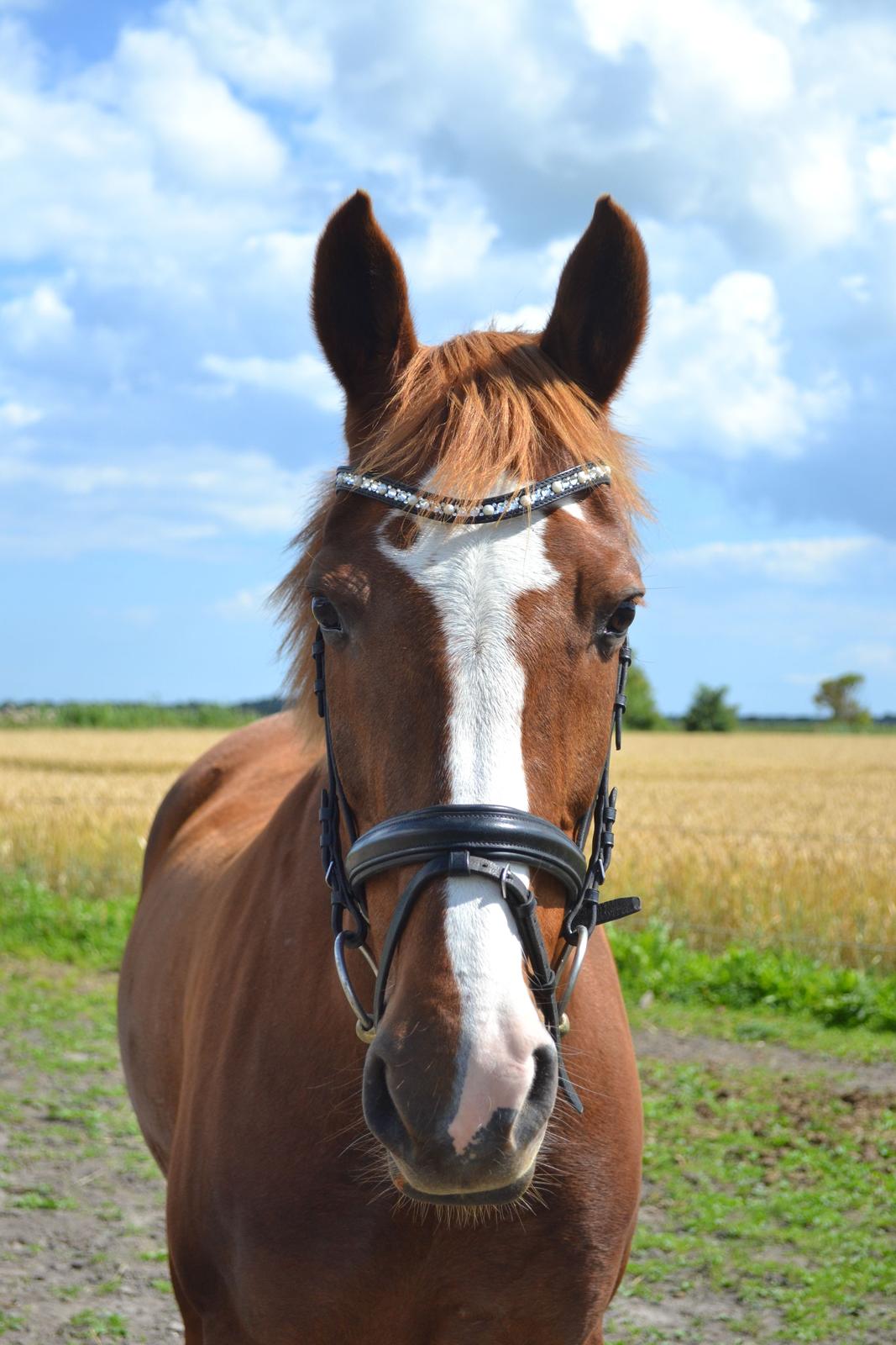 Anden særlig race Sheila billede 19
