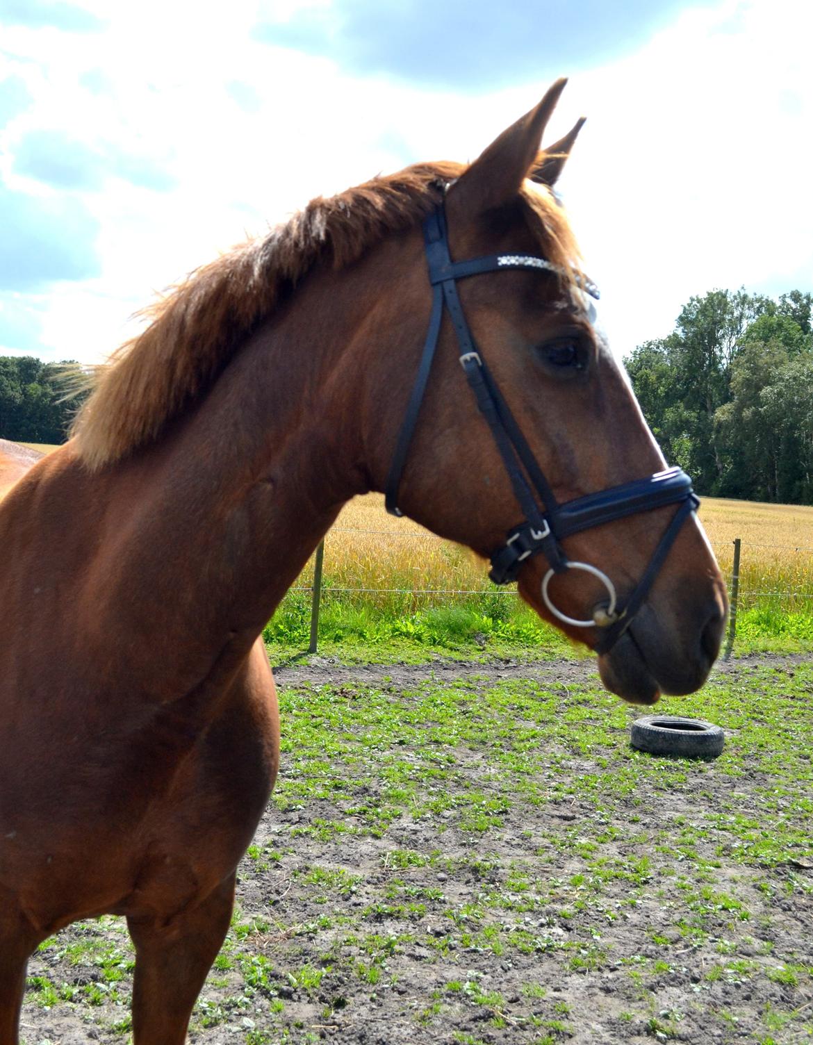 Anden særlig race Sheila billede 20