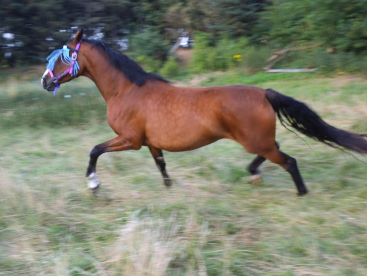 Dansk Varmblod Naci A Temprano" Min fremtid"<3 - Elsker din TRAV billede 4