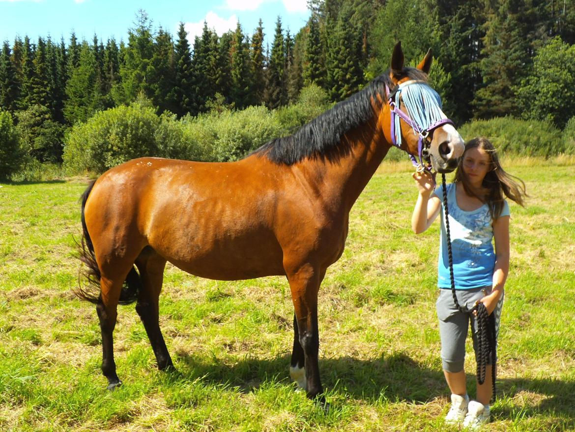 Dansk Varmblod Naci A Temprano" Min fremtid"<3 - Elsker dig skattemus!<3 billede 6