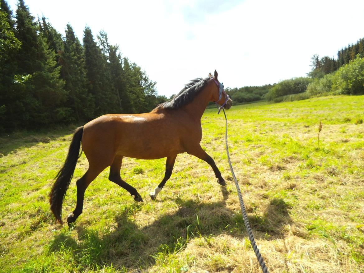 Dansk Varmblod Naci A Temprano" Min fremtid"<3 - Din dejlige hesti!!<3 billede 9