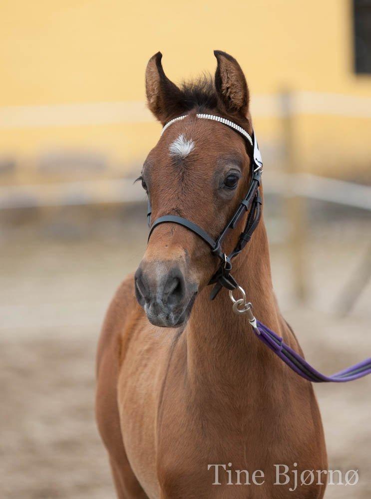 Dansk Varmblod Dozenborgs Senior Caspian - til brahetrolleborg pony og heste skue 21 juli . Han fik en flot 1.plads og blev udnævnt til publikums faorit ;-)) billede 1