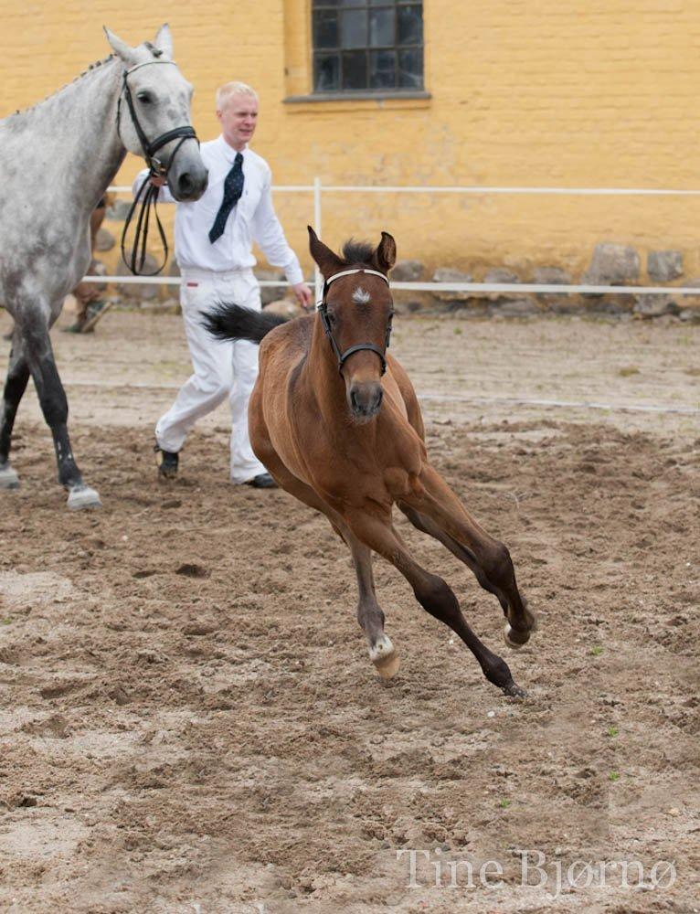 Dansk Varmblod Dozenborgs Senior Caspian billede 4