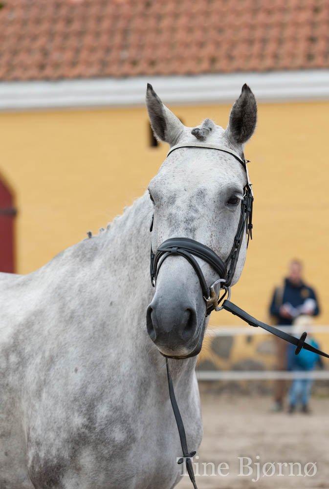 Dansk Varmblod Casja B - Casja B til brahetrolleborg pony og heste skue d. 21 juli 2012  her fik hun fine 22 p. og første plads billede 18