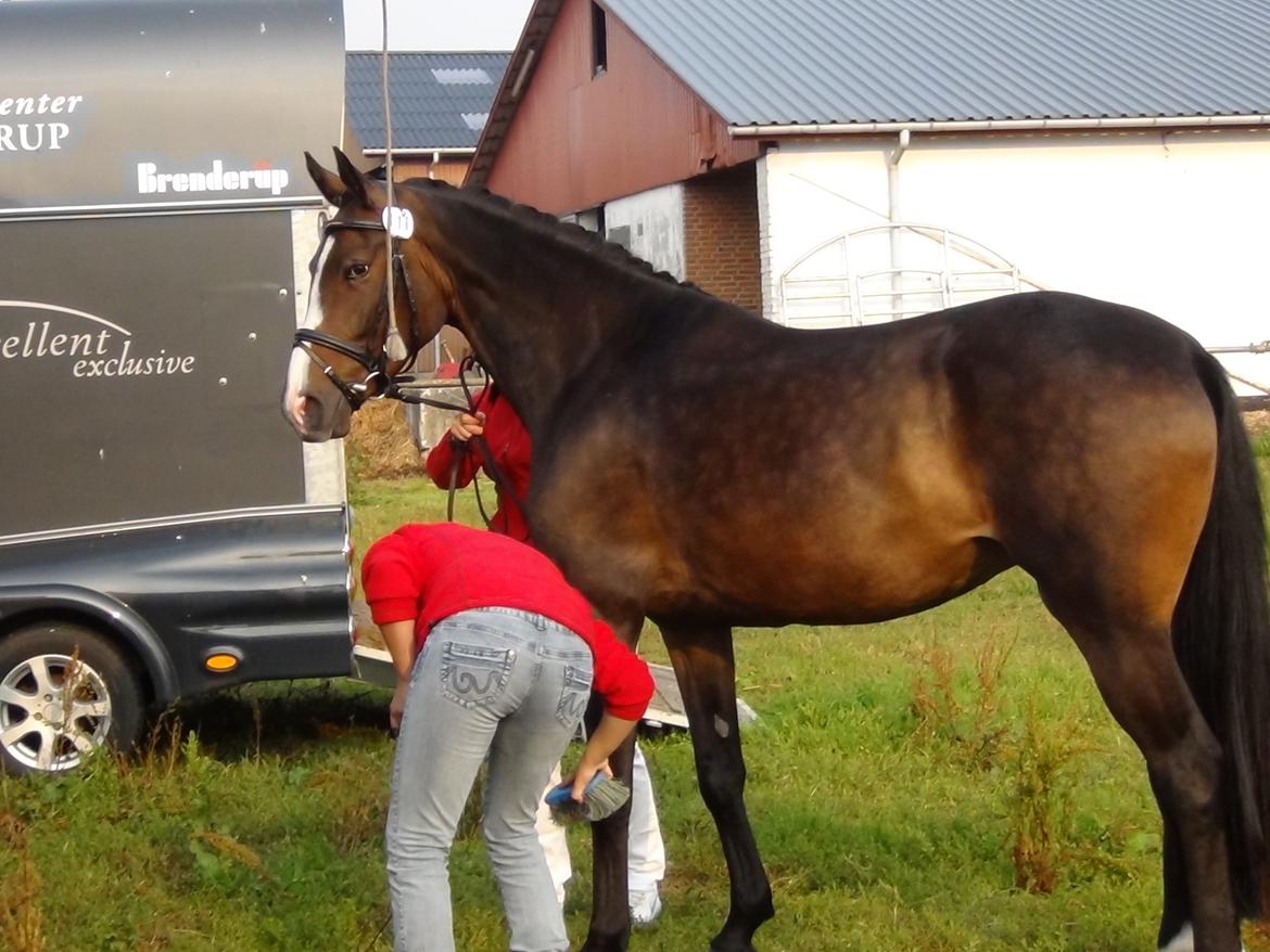 Dansk Varmblod chanel union (solgt) - 2012 billede 9