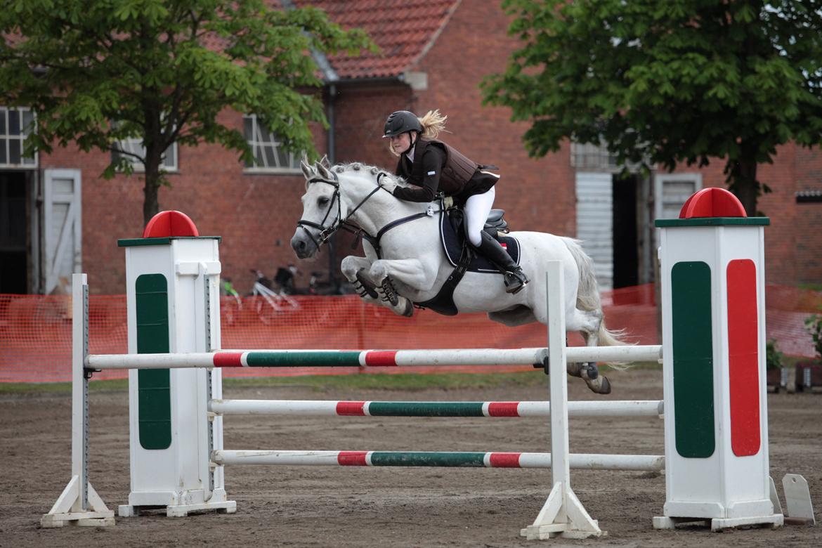 Hollandsk Sportspony Antonio - DM for hold 2012!<3 billede 1
