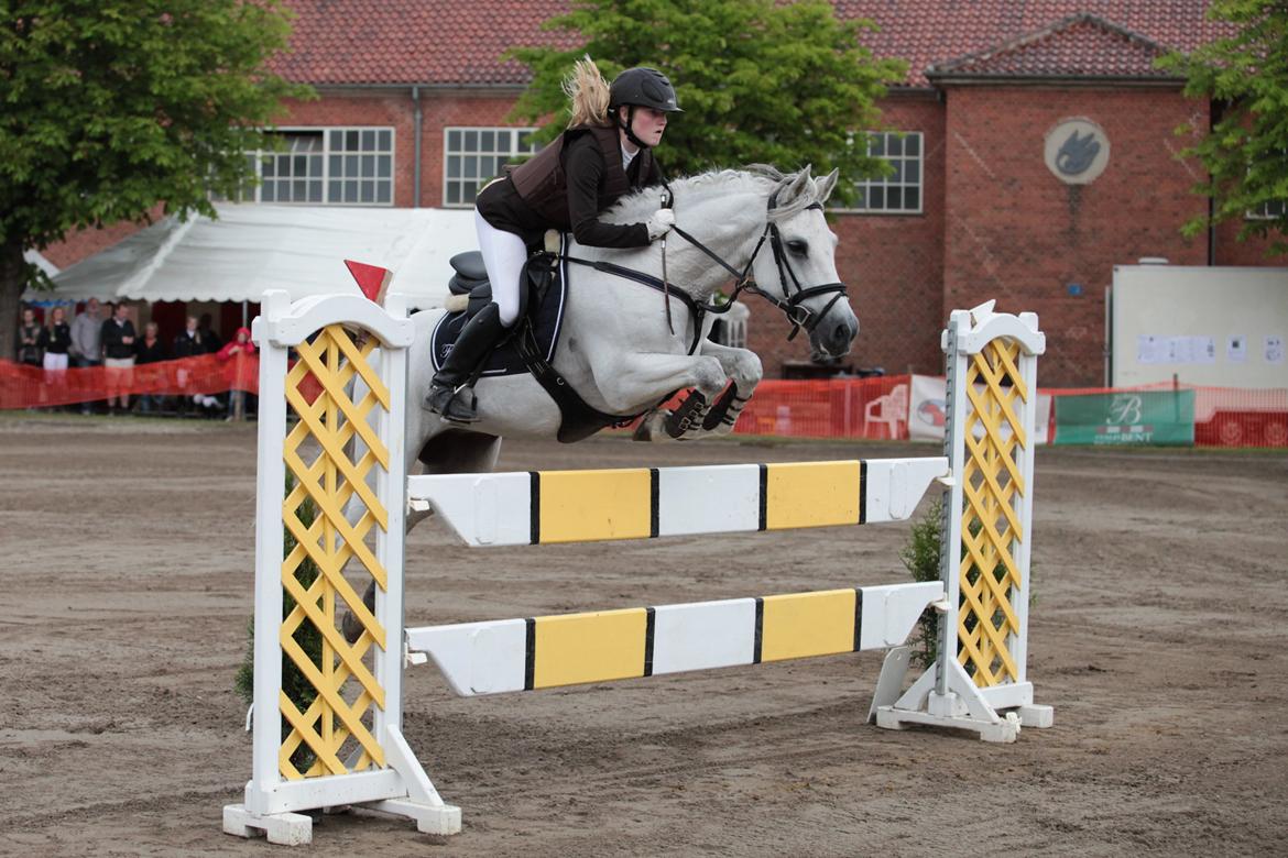 Hollandsk Sportspony Antonio - DM for hold!<3 billede 20