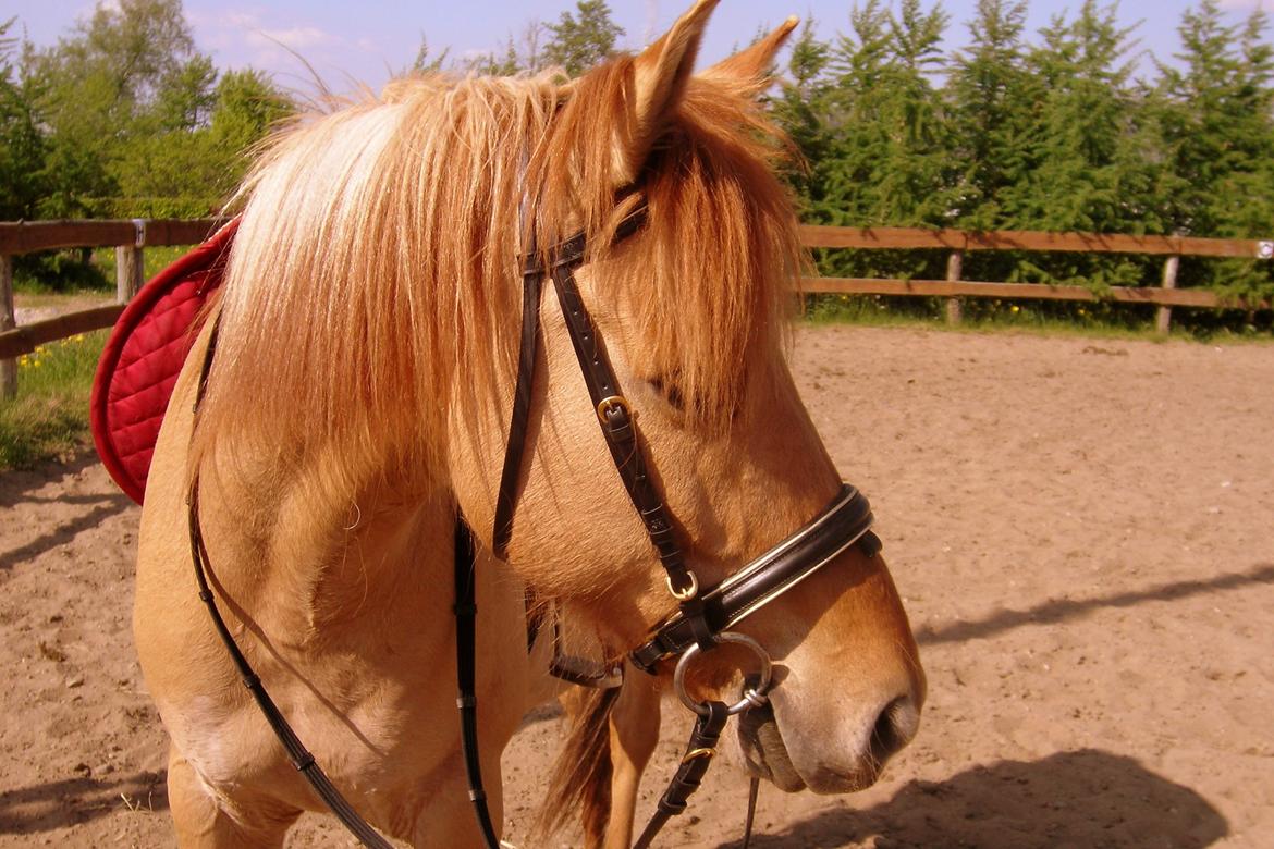 Anden særlig race Golden Dane aka. Bailey - Flotte! Maj 2008, næsten lige blevet MIN!<3 billede 7