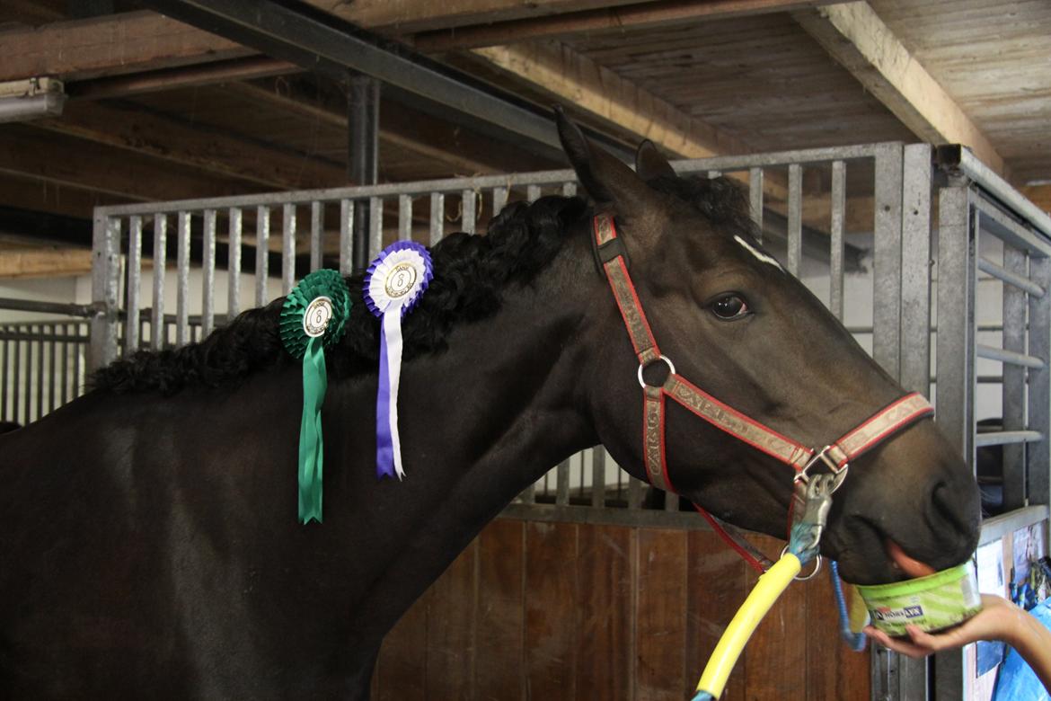 Oldenborg Chassie Moon *Solgt* - En træt Chassie - Hjemme igen fra kåring og championat billede 20