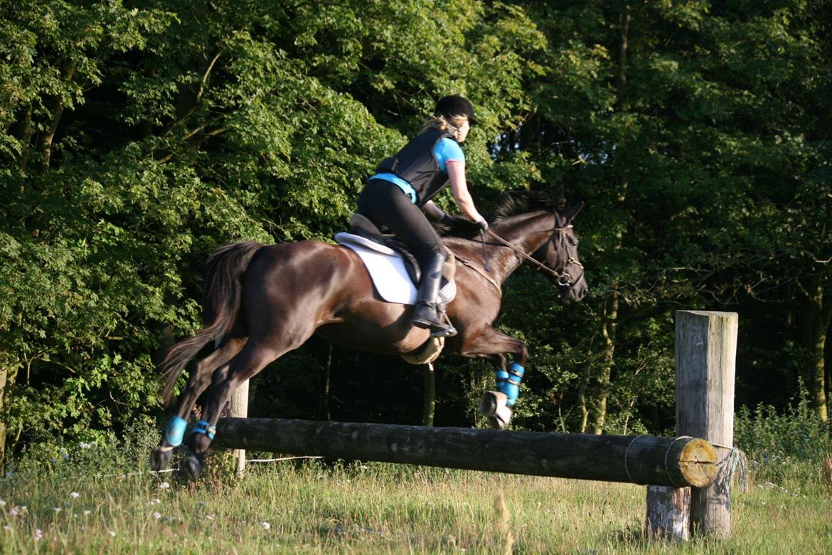 Trakehner Kayla Dyrhave - Juli 2012. Kayla på terrænbane for første gang. Vi red og og ned af bakker og tog et par små spring, mega sej hest som altid. billede 12