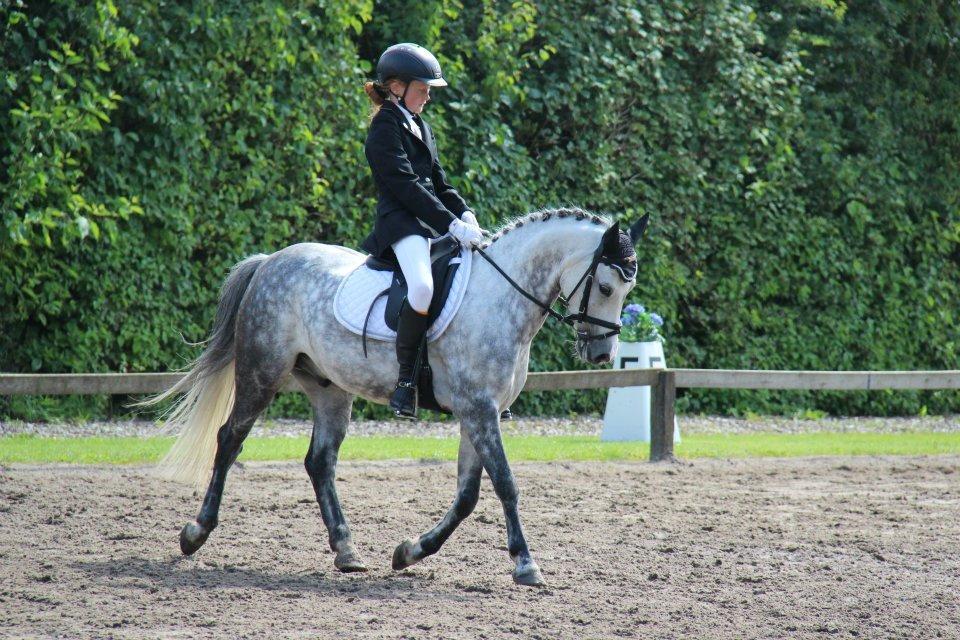 Hollandsk Sportspony Bandit SOLGT:( billede 3