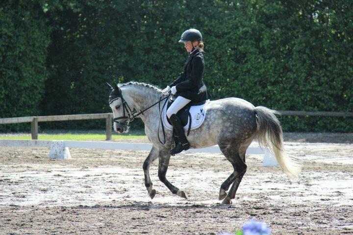 Hollandsk Sportspony Bandit SOLGT:( billede 9