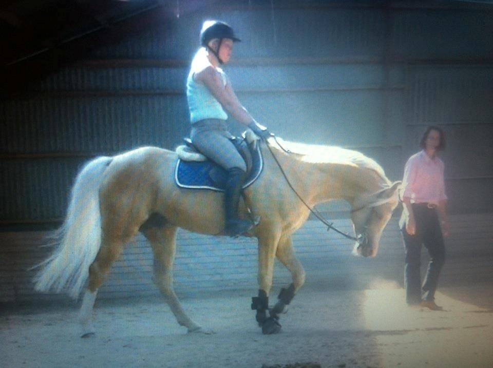 Palomino Shulay Gold Rush billede 2