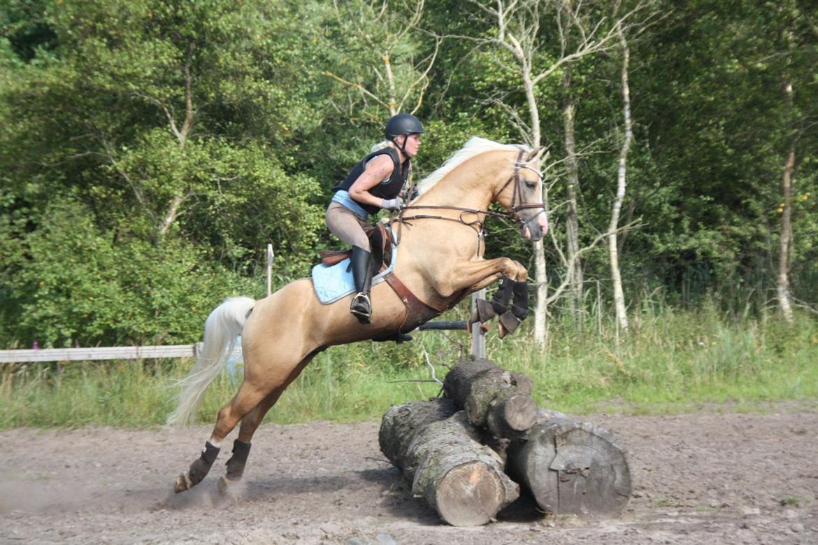 Palomino Shulay Gold Rush billede 8