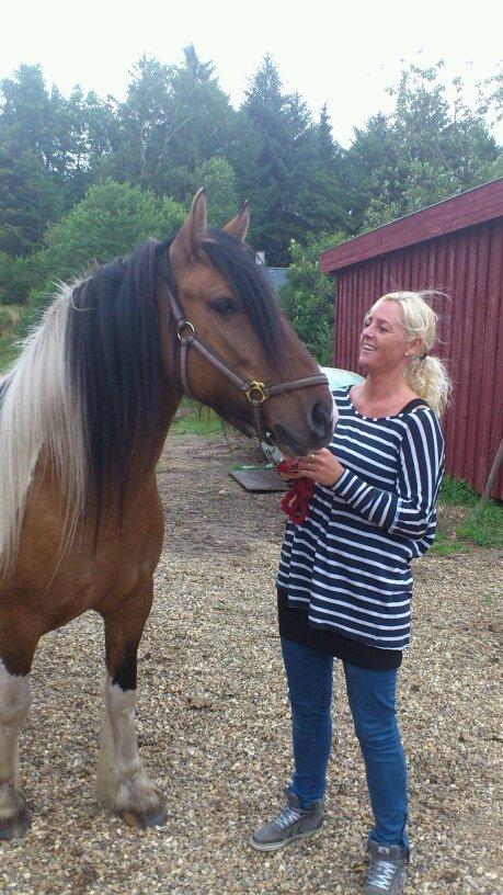 Irish Cob Crossbreed sunrise billede 5