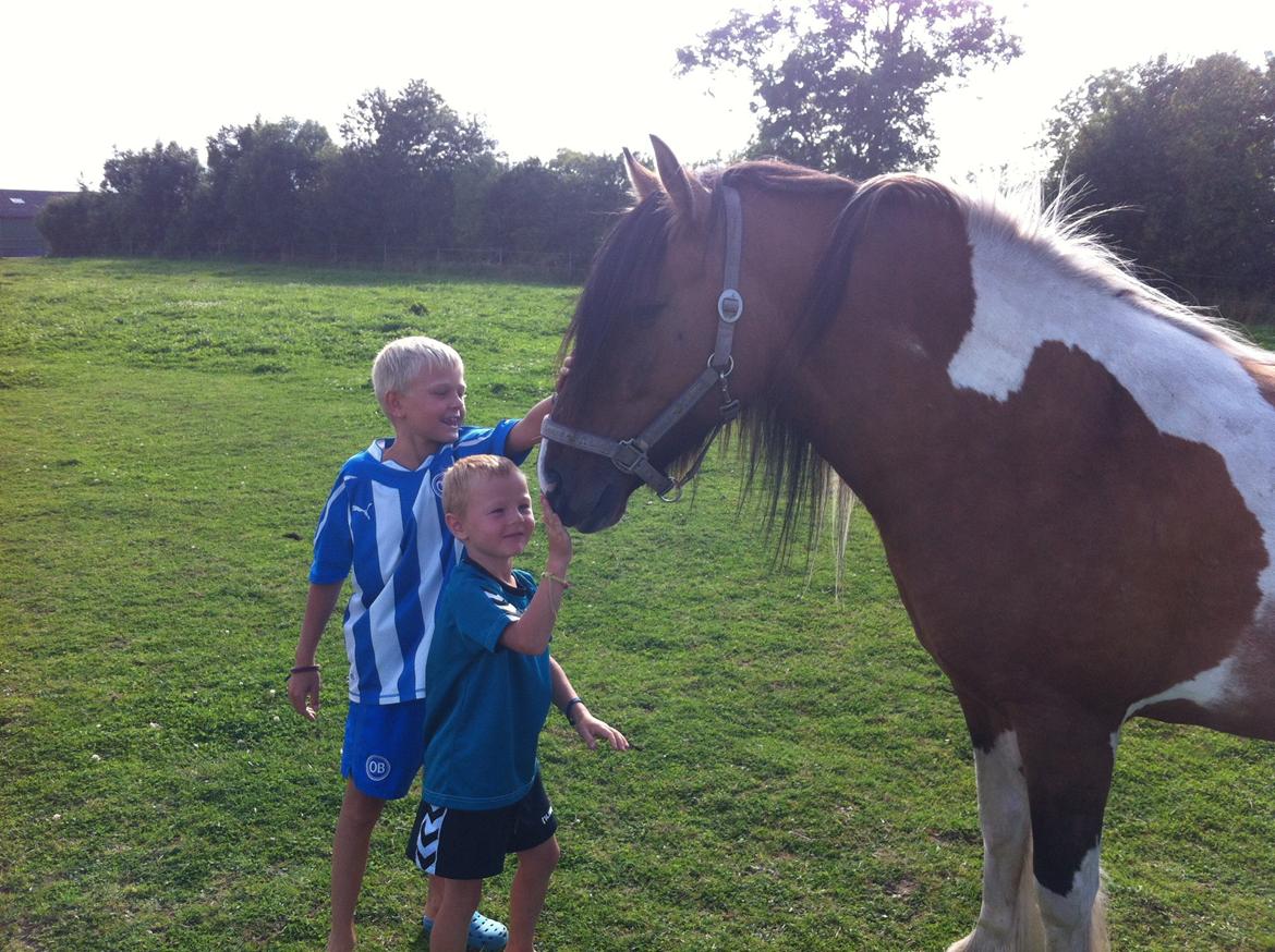 Irish Cob Crossbreed sunrise billede 6