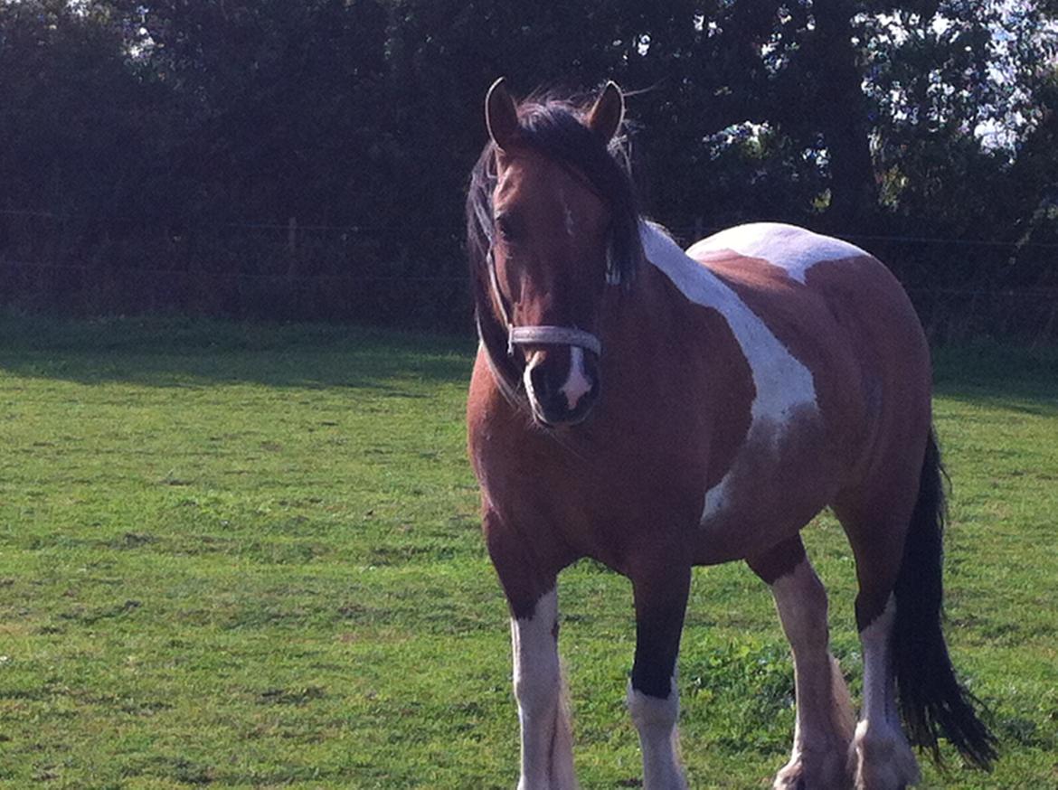 Irish Cob Crossbreed sunrise billede 7