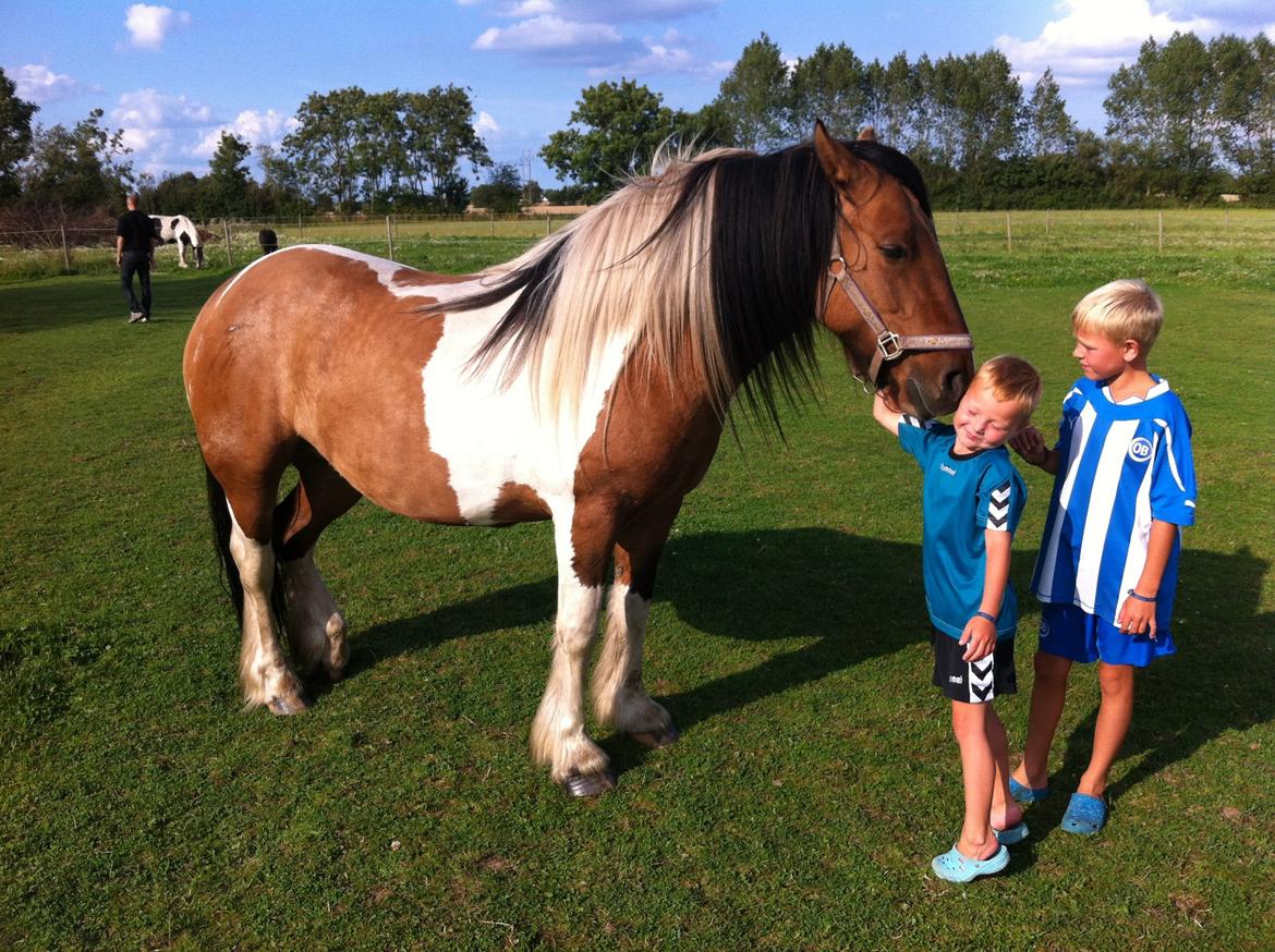 Irish Cob Crossbreed sunrise billede 4