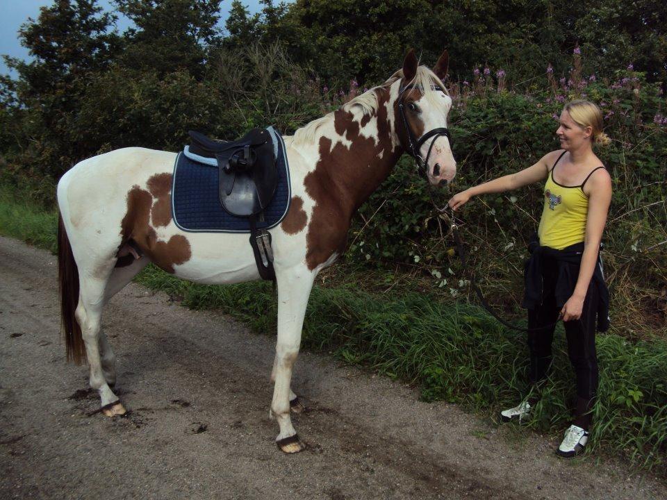 Pinto Thorgaard's Cosméo himmelhest billede 15