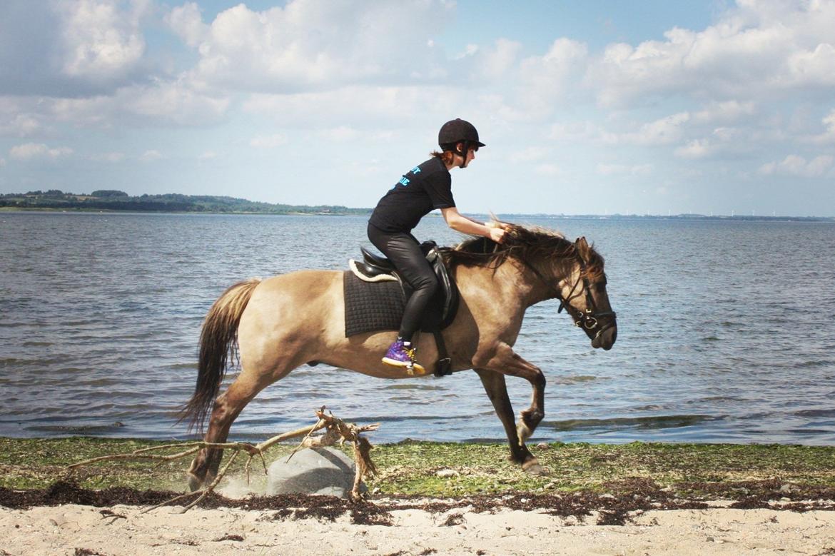 Anden særlig race Bailey billede 4