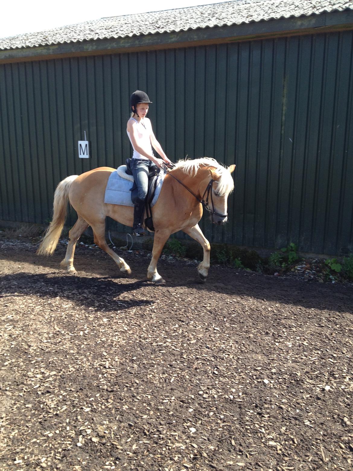 Haflinger Lucky billede 4