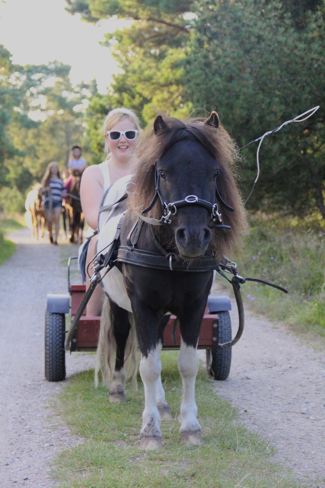 Shetlænder Stjernens Tiger - Tiger for vogn som 3 års billede 28