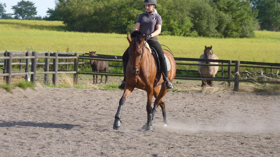 Dansk Varmblod Lodbogaards Savanna - Schenkelvigning billede 8